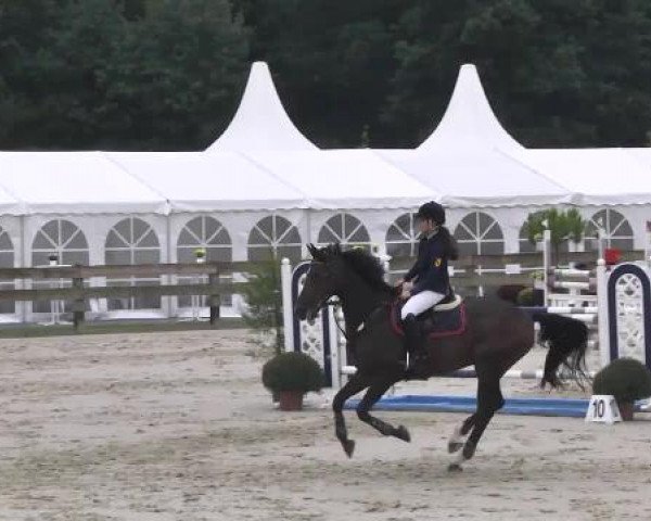 Springturnier Hubertushof RSG Linkenheim-Hochstetten 2014