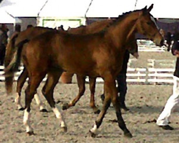 horse Voyou au Heup (Selle Français, 2009, from Newton de Kreisker)
