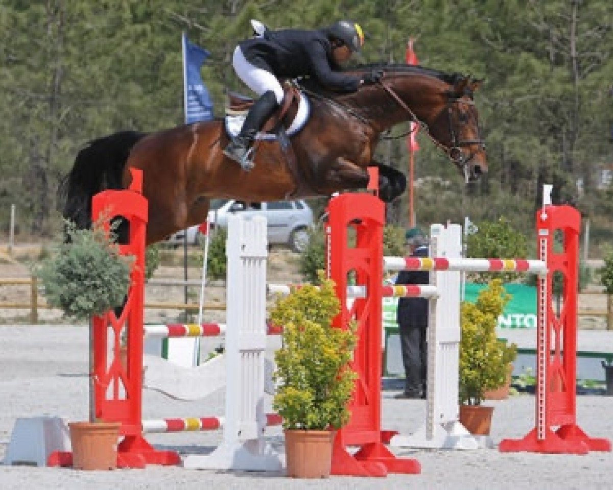 stallion Misteur des Vaux (Selle Français, 2000, from Royal Feu)