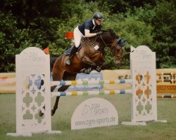 jumper Helene 29 (Holsteiner, 2012, from Canturo)