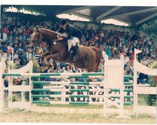 broodmare Raïssa des Vaux (Selle Français, 1983, from Grand Veneur)