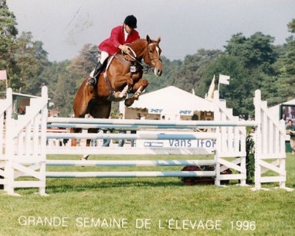 broodmare Déesse des Vaux (Selle Français, 1991, from Super de Bourrière)