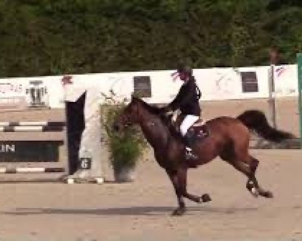 broodmare Rosalie des Vaux (Selle Français, 2005, from Dollar de la Pierre)