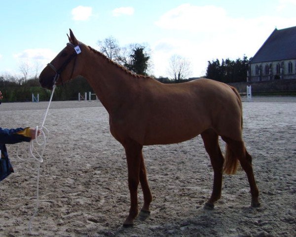 broodmare Sereine des Vaux (Selle Français, 2006, from Dollar de la Pierre)