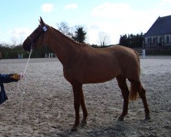 broodmare Sereine des Vaux (Selle Français, 2006, from Dollar de la Pierre)