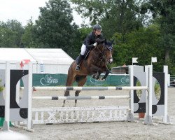 Springpferd Lalique Croft (Tschechisches Warmblut, 2011, von Beethoven 2)
