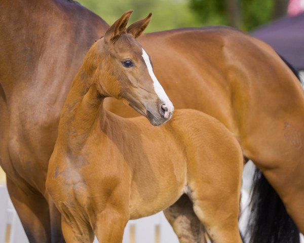 Pferd Savannah (Westfale, 2021, von Sir Heinrich OLD)