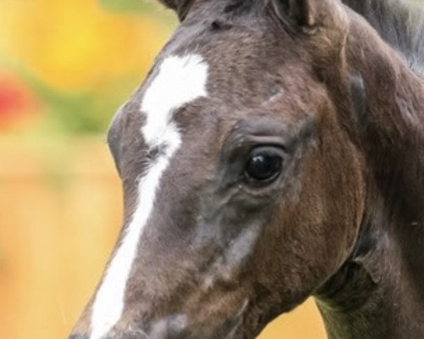 broodmare Aurora Catrice de Cologne (Hanoverian, 2019, from Arezzo)