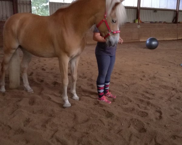 dressage horse Amoroso 36 (Haflinger, 2004, from Amor (7,81% ox))