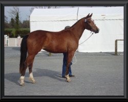 Springpferd Tulipe des Vaux (Selle Français, 2007, von Quaprice Z)