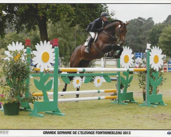 jumper Ultragood des Vaux (Selle Français, 2008, from Diamant de Semilly)