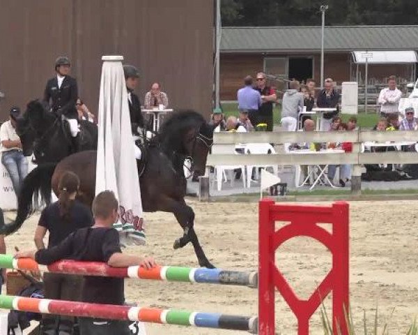 Springturnier Hubertushof RSG Linkenheim-Hochstetten 2014