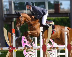 broodmare Ursula des Vaux (Selle Français, 2008, from Diamant de Semilly)