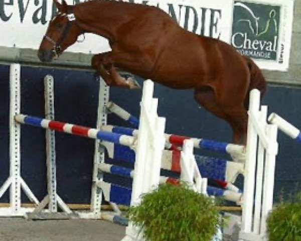 horse Balzac des Vaux (Selle Français, 2011, from Newton de Kreisker)