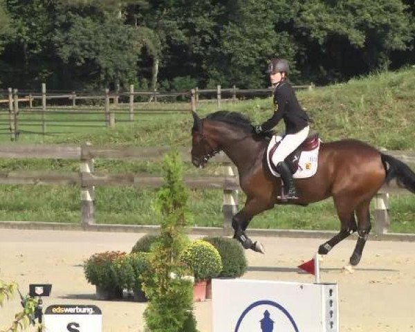 Springturnier Hubertushof RSG Linkenheim-Hochstetten 2014