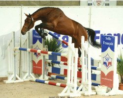 stallion Ascott des Vaux (Selle Français, 2010, from Diamant de Semilly)