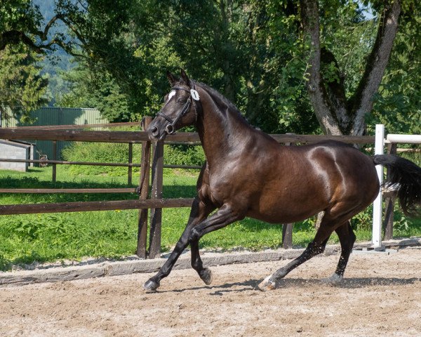 broodmare Donna Leon 9 (Trakehner, 2003, from K2 T)