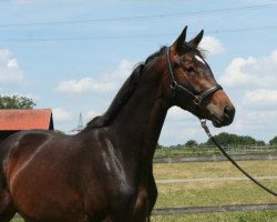 dressage horse Kiwi Karis (Württemberger, 2011, from Kronprinz)