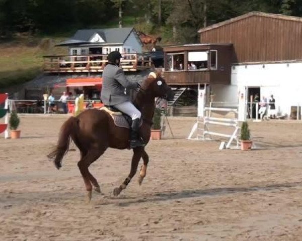 Großes Springturnier Siegen 2014