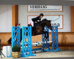 jumper Bella Rose 15 (KWPN (Royal Dutch Sporthorse), 2014, from Baloubama)