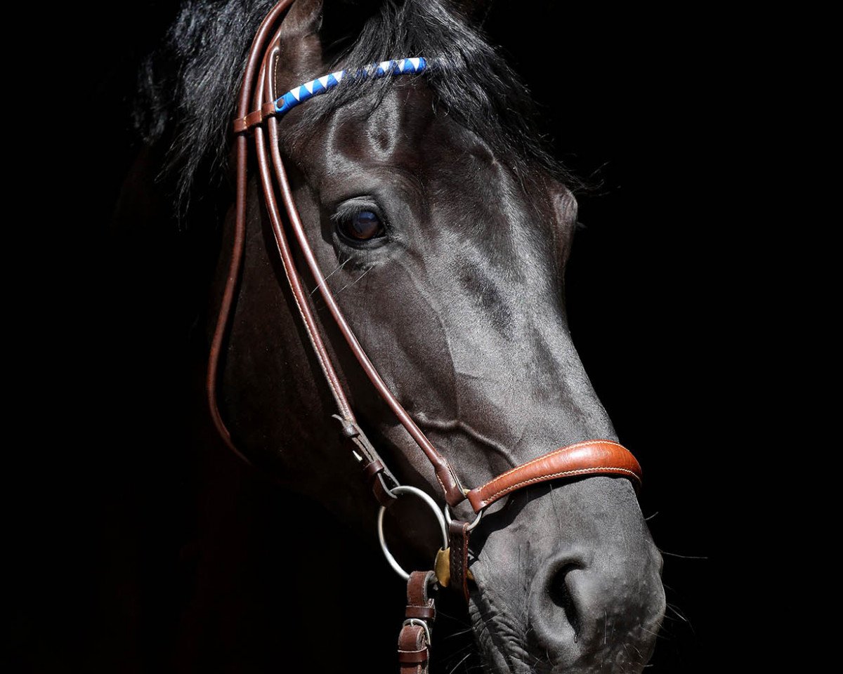 broodmare Câline (Mecklenburg, 2012, from Count Up)