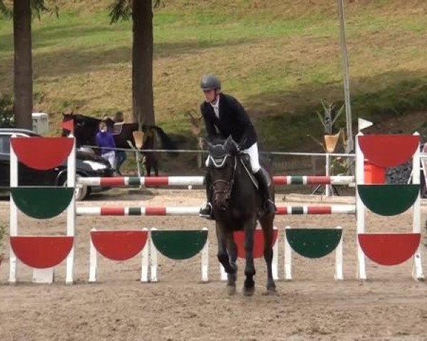 Großes Springturnier Siegen 2014