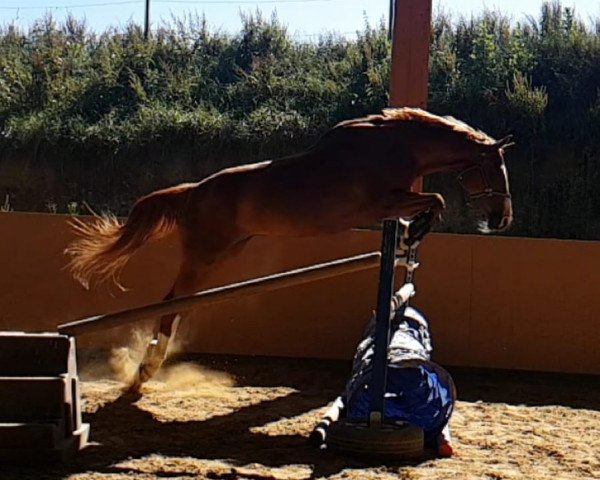 horse Gina Ginelli (Sachse, 2001, from Liberator 2574)