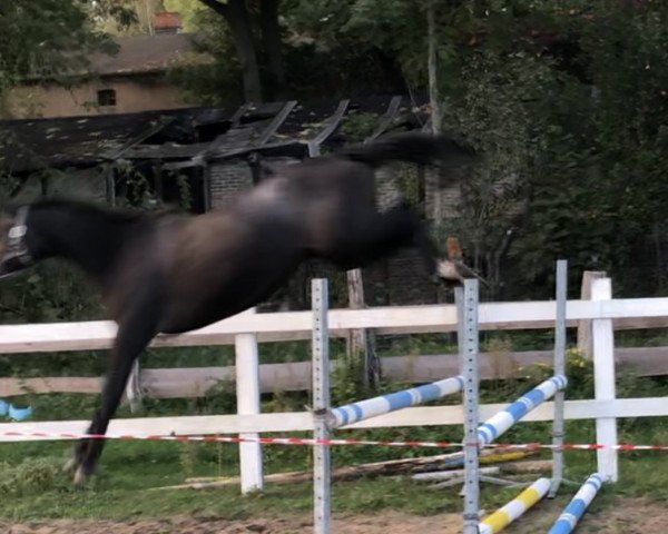 horse Caro Ass 24 (Oldenburg show jumper, 2018, from Casino Grande)