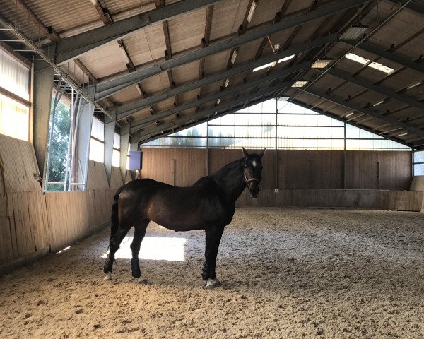 broodmare Grace (Oldenburg, 1996, from Granulit)