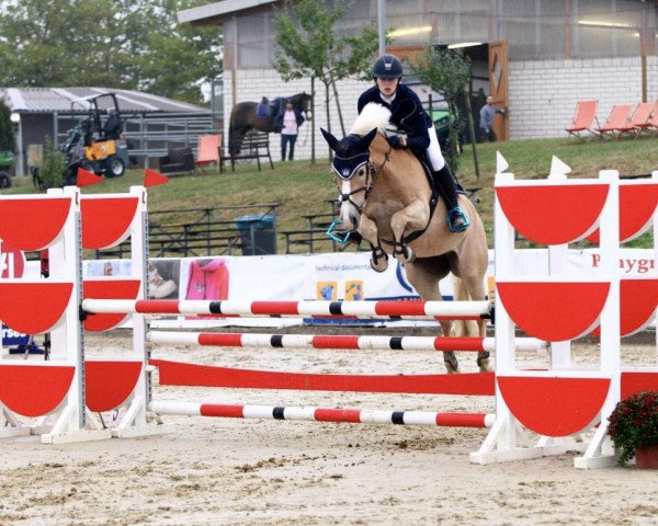 Springpferd Allissa (Haflinger, 2008, von St.Moritz)