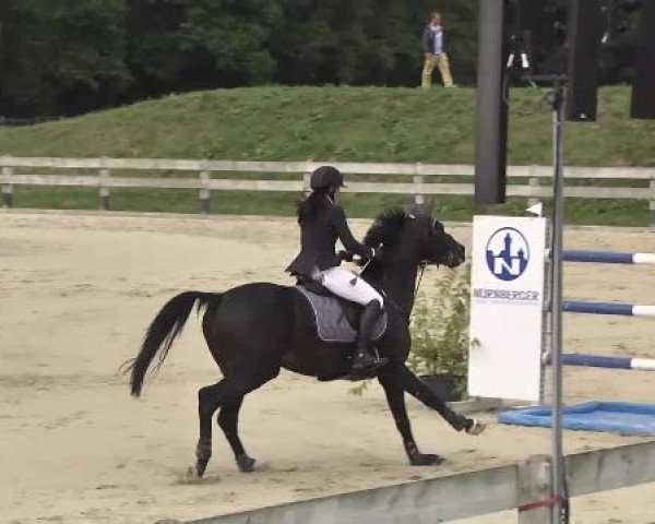 Springturnier Hubertushof RSG Linkenheim-Hochstetten 2014