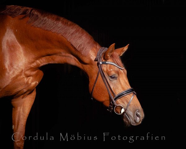 dressage horse Franziskaner 12 (Oldenburg, 2015, from Fürsten-Look)
