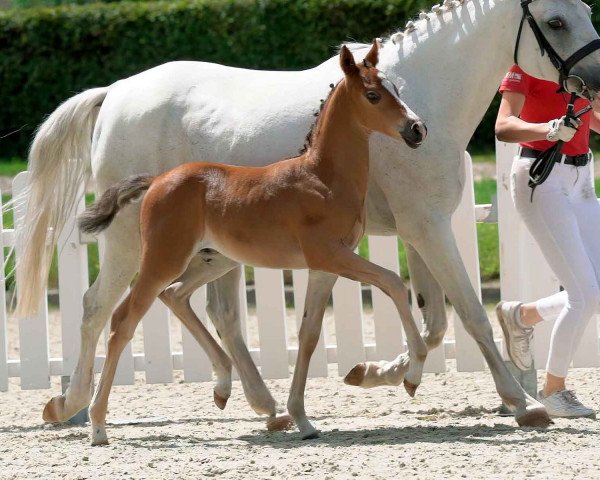 horse Nobels Nightstar (German Riding Pony, 2020, from Nobel Nagano NRW)