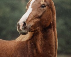 Zuchtstute Chelsie (Deutsches Reitpony, 2018, von Top Carello)