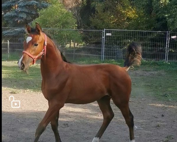 horse Fox (German Sport Horse, 2020, from Felissimo)