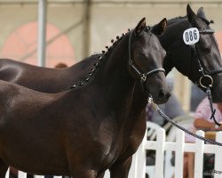 horse Shadow (German Riding Pony, 2020, from Designed in Black AT)