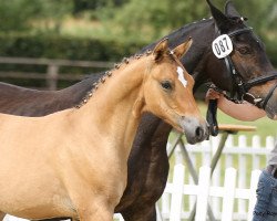 horse Dundie (German Riding Pony, 2020, from Dimension AT NRW)