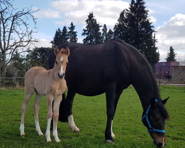 horse Hengst von Dating AT / Darino (German Riding Pony, 2019, from Dating AT NRW)
