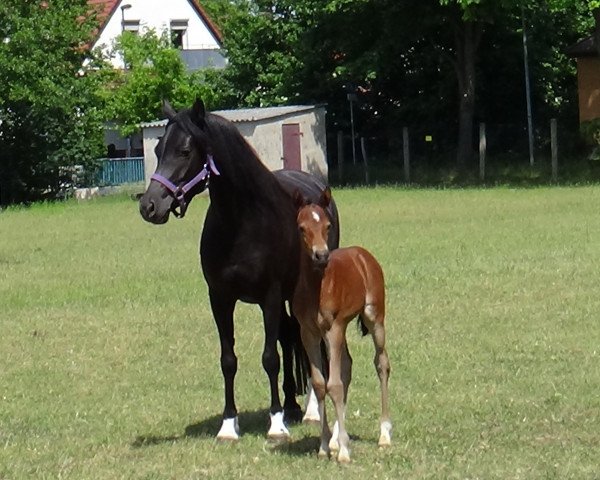 broodmare Seniorita (German Riding Pony, 2010, from Merlin)