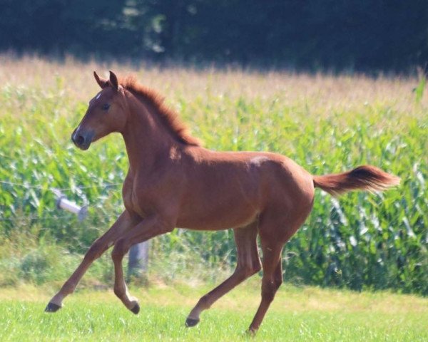 Pferd Flanna Fioretta VST (Hannoveraner, 2017, von Fleury)
