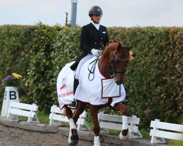 dressage horse Fabergee D (Hanoverian, 2011, from Fürst Nymphenburg)