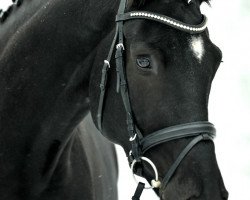 dressage horse Tucano (Hanoverian, 2011, from Tambour)