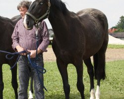 Springpferd Prince Ferdinand (Trakehner, 2009, von Checkpoint)
