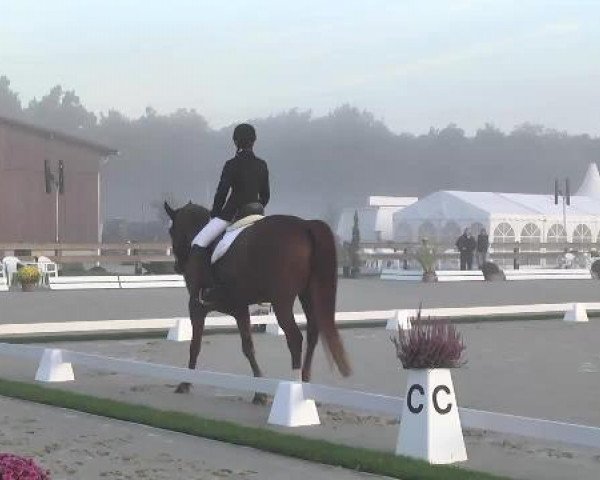 Dressurturnier Hubertushof RSG Linkenheim-Hochstetten 2014