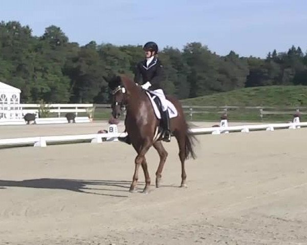 Dressurturnier Hubertushof RSG Linkenheim-Hochstetten 2014