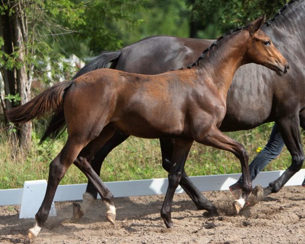 horse Prince Mawarii (Trakehner, 2020, from In Versuchung)