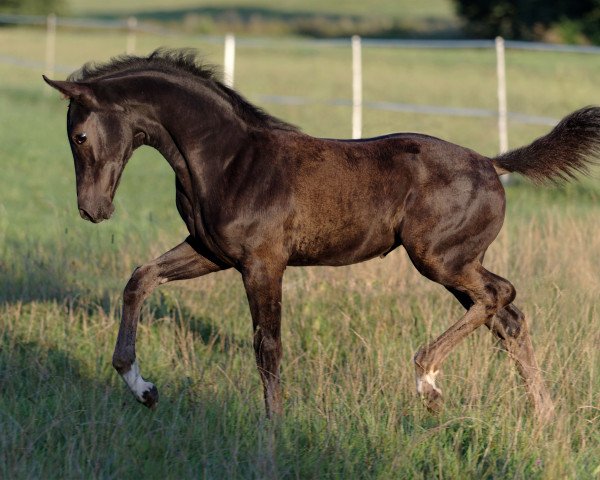 horse Stute von Imposantos/Ferro (Bavarian, 2020, from Imposantos)