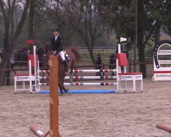 Reitstall Brinkmann 2014