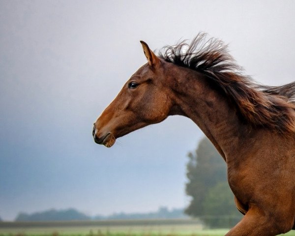 Pferd Una Bella (Deutsches Sportpferd, 2020, von Uno I)