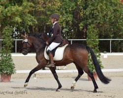 dressage horse Duncan's Hugo Boss (German Riding Pony, 2016, from Erfttal Duncan)